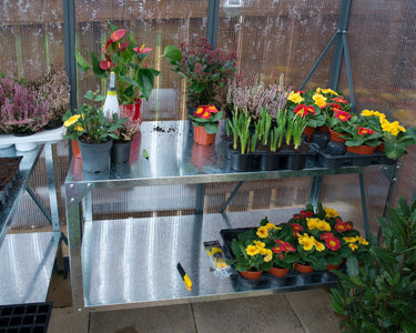 Palram - Canopia | Glory Greenhouse Greenhouses Palram - Canopia 